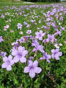 Ruellia