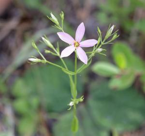 Sabatia