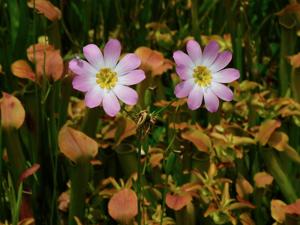 Sabatia