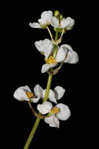 Sagittaria