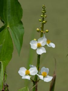 Sagittaria