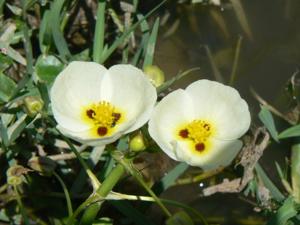 Sagittaria