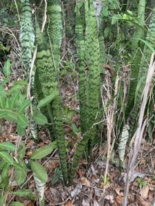 Sansevieria