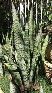 Sansevieria