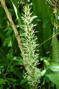 Sansevieria