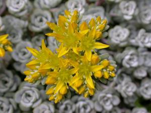 Sedum