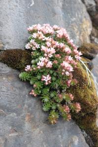 Sedum