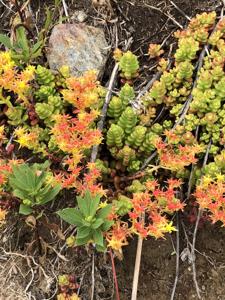 Sedum