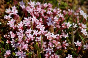 Sedum