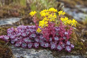 Sedum