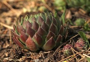 Sempervivum