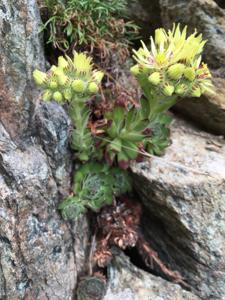 Sempervivum