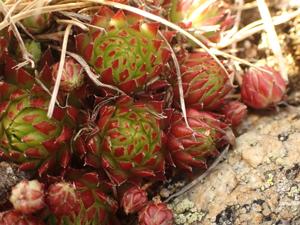 Sempervivum