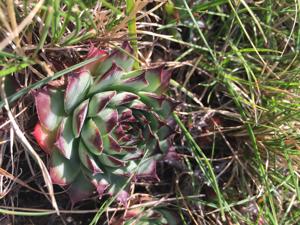 Sempervivum