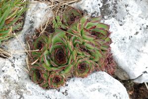 Sempervivum