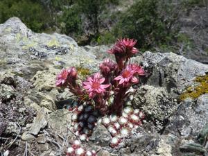 Sempervivum