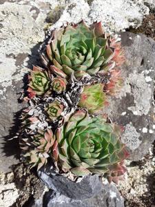 Sempervivum