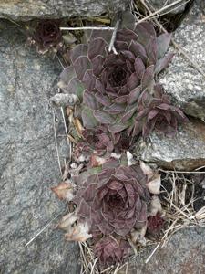 Sempervivum