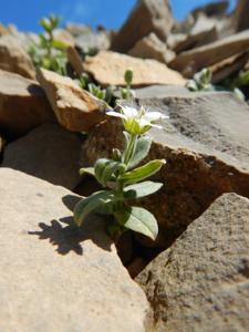 Stellaria