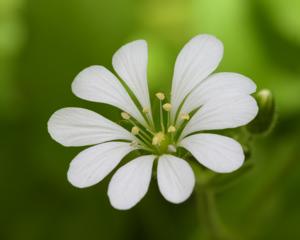 Stellaria