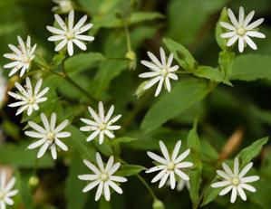 Stellaria