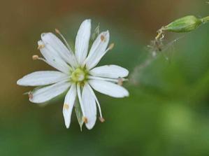 Stellaria