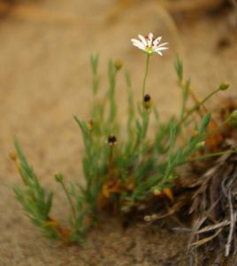 Stellaria