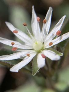 Stellaria