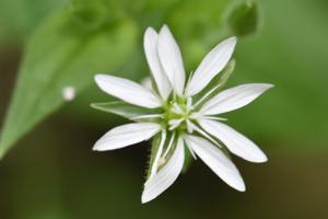 Stellaria