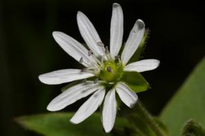 Stellaria