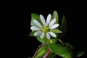 Stellaria