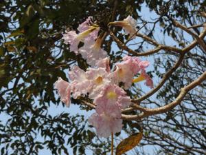 Tabebuia