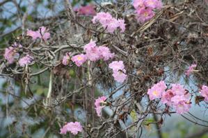 Tabebuia