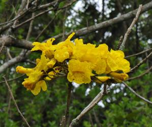 Tabebuia