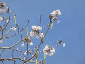 Tabebuia