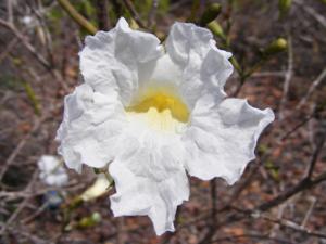 Tabebuia