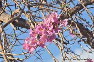 Tabebuia