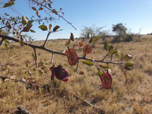 Terminalia