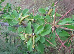 Terminalia