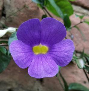 Thunbergia