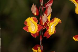 Thunbergia