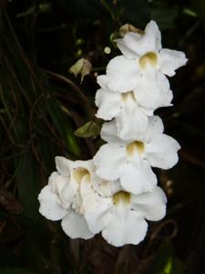 Thunbergia