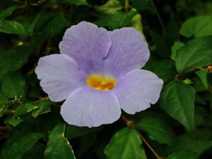 Thunbergia