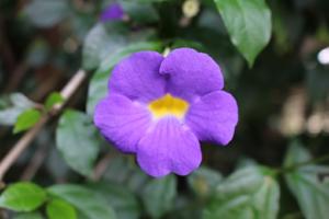 Thunbergia