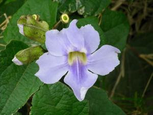 Thunbergia