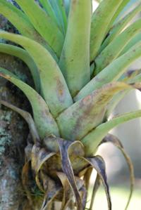 Tillandsia