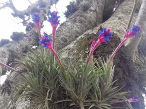 Tillandsia