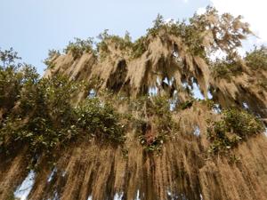 Tillandsia