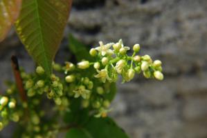 Toxicodendron