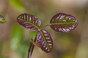 Toxicodendron